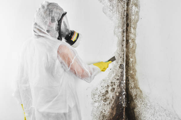 Best Office Mold Removal Services  in Roanoke, VA
