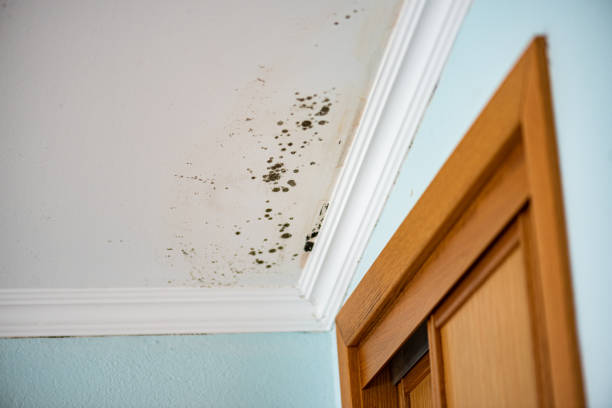 Professional Mold Removal in Roanoke, VA