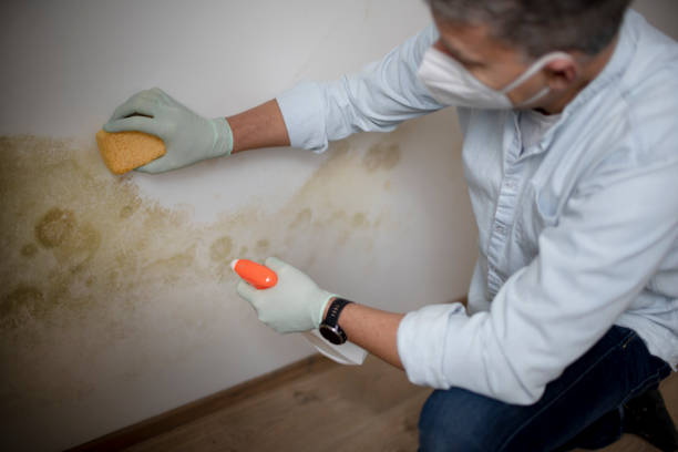 Home Mold Removal in Roanoke, VA