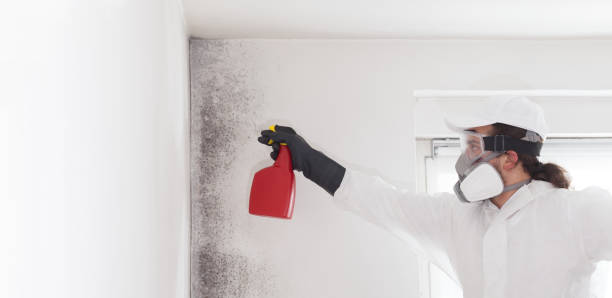 Best Mold Removal and Inspection  in Roanoke, VA