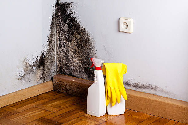 Best Crawl Space Mold Removal  in Roanoke, VA